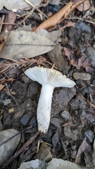 Russula sororia