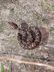 Bothrops atrox