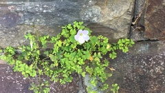Oxalis incarnata