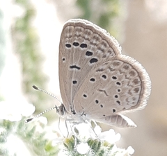 Zizeeria karsandra
