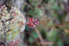 Sempervivum arachnoideum