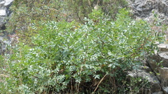 Pistacia terebinthus