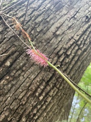 Tripsacum dactyloides