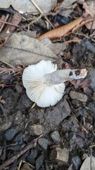Russula sororia