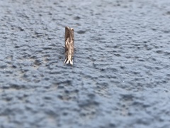 Parapediasia teterrellus