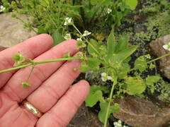 Echinodorus berteroi