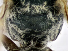Halictus vestitus