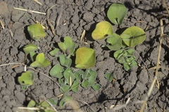 Dichondra donelliana