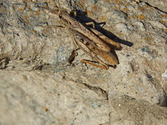 Chorthippus apricarius