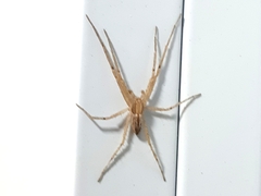 Philodromidae