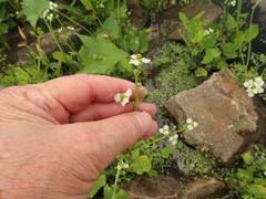 Echinodorus berteroi