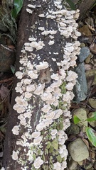 Trichaptum biforme