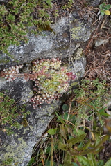 Sempervivum arachnoideum