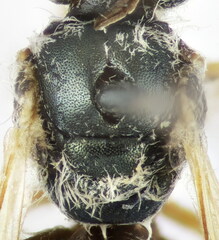 Halictus vestitus