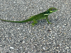 Anolis equestris