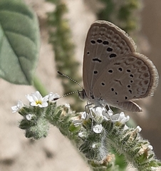 Zizeeria karsandra