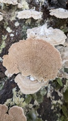 Trichaptum biforme