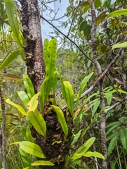 Lecanopteris sinuosa