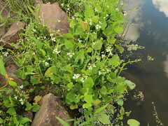 Echinodorus berteroi