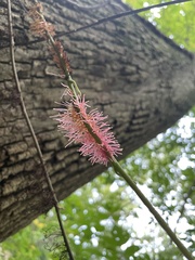 Tripsacum dactyloides