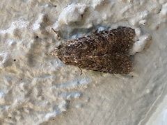 Protorthodes alfkenii