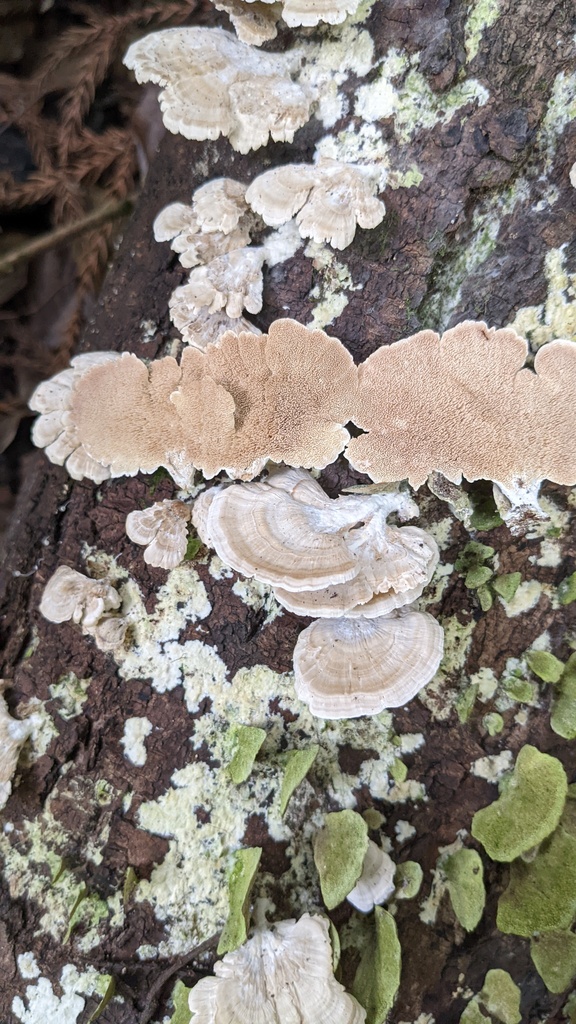 Trichaptum biforme · August 2022 · photo: © atsushi_nakajima_cirque (iNaturalist, cc-by)