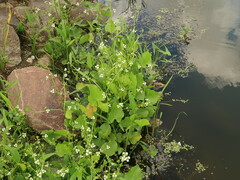 Echinodorus berteroi