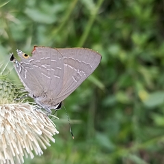 Deudorix epijarbas
