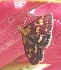 Pyrausta purpuralis