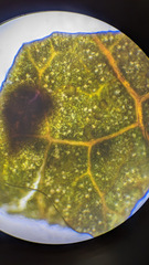 Pucciniastrum areolatum