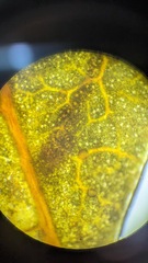 Pucciniastrum areolatum