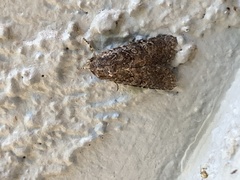 Protorthodes alfkenii