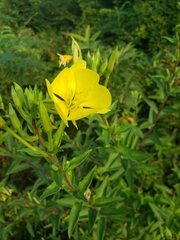Oenothera biennis