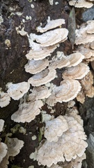 Trichaptum biforme