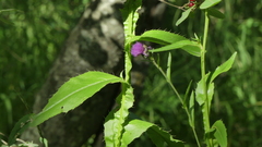 Cirsium monspessulanum