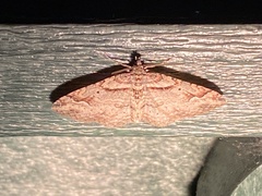 Costaconvexa centrostrigaria