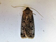 Agrotis