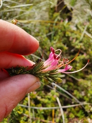 Adenanthos meisneri