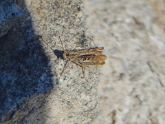 Chorthippus apricarius