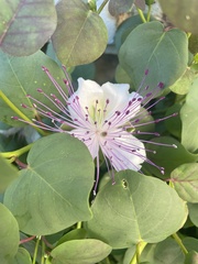 Capparis orientalis