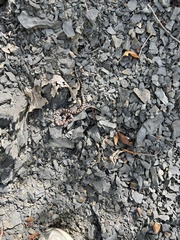 Lampropeltis triangulum