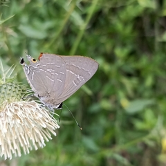 Deudorix epijarbas
