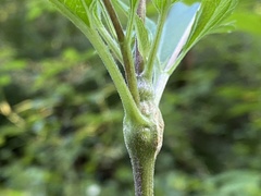 Neolasioptera perfoliata