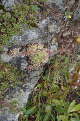 Sempervivum arachnoideum