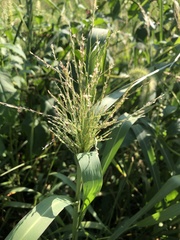 Panicum capillare