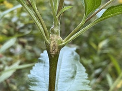 Neolasioptera perfoliata