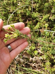 Adenanthos meisneri