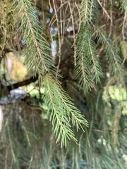 Picea morrisonicola