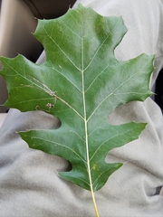 Quercus shumardii
