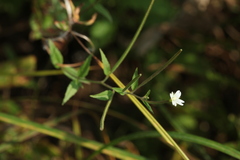 Epilobium pseudorubescens